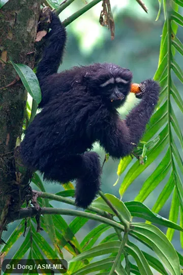 Juvenile.  Formerly as Bunopithecus hoolock.