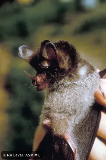 Close-up ventro-lateral view of head and body. Also as Crested Big-eared Bat. Close-up ventro-lateral view of head and body. Also as Crested Big-eared Bat.
