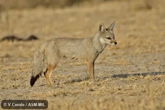 Lactating. Also as Bengal Fox. Lactating. Also as Bengal Fox.