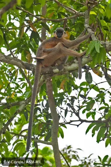 Trachypithecus pileatus pileatus, Blond-bellied Capped Langur|Buff-bellied Langur|Buff-bellied Capped Langur|Orange-bellied Capped Langur|Orange-bellied Capped Leaf Monkey|Orange-bellied Langur. Also as Bonneted Langur|Capped Leaf Monkey|Capped Monkey. Trachypithecus pileatus pileatus, Blond-bellied Capped Langur|Buff-bellied Langur|Buff-bellied Capped Langur|Orange-bellied Capped Langur|Orange-bellied Capped Leaf Monkey|Orange-bellied Langur. Also as Bonneted Langur|Capped Leaf Monkey|Capped Monkey.