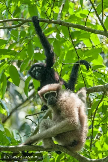 Formerly as Bunopithecus hoolock.  Adult female.  Also as Hoolock Gibbon|Western White-browed Gibbon.