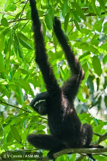 Formerly as Bunopithecus hoolock.  Juvenile male.  Also as Hoolock Gibbon, Western White-browed Gibbon.