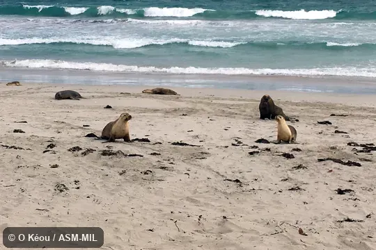 Adult male and female.  Also as Australian Sealion|Counselor Seal|Hair Seal|White-capped Sea Lion|White-necked Sea Lion.