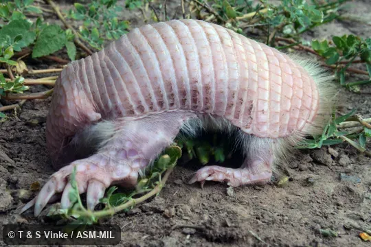 Image in Mammalian Species Account 947.  Also as Burmeister's Armadillo, Burmeister's Fairy Armadillo, Chacoan Fairy Armadillo, Greater Pichiciego.
