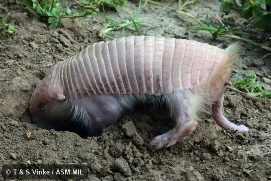 Image in Mammalian Species Account 947.  Also as Burmeister's Armadillo, Burmeister's Fairy Armadillo, Chacoan Fairy Armadillo, Greater Pichiciego.