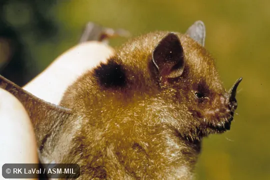 Close-up side view of head of male