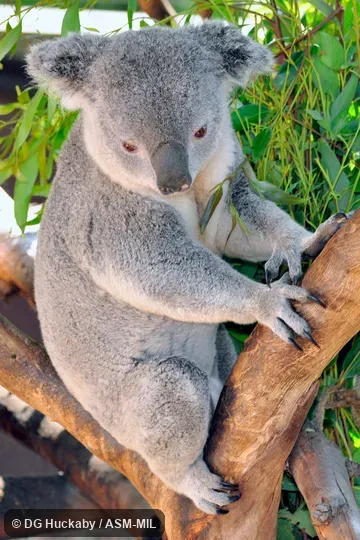 Also as Koala Bear, Monkey Bear, Native Bear.