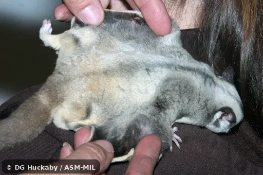Also as Lesser Flying Phalanger, Lesser Flying Squirrel, Lesser Glider, Short-headed Flying Phalanger, Sugar Squirrel, Tasmanian Sugar Glider.