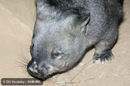 Also as Broad-fronted Wombat, Long-eared Wombat, Plains Wombat, Soft-furred Wombat.