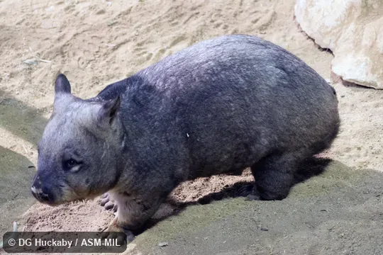 Also as Broad-fronted Wombat, Long-eared Wombat, Plains Wombat, Soft-furred Wombat.