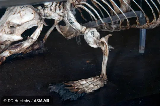 Anterior view of left pectoral girdle, limb, and manus.  LACM 88312, from Australia.  Also as Duck-billed Platypus.