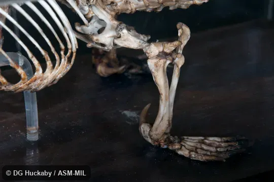 Anterior view of left pelvic girdle, limb, and pes, showing spur.  LACM 88312, from Australia.  Also as Duck-billed Platypus.