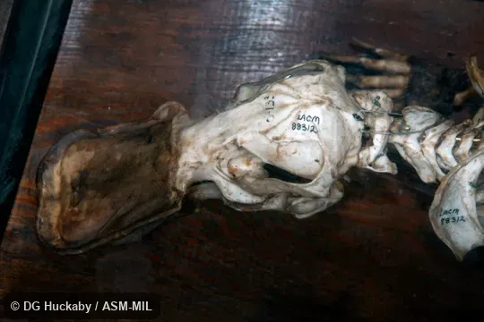 Left dorso-lateral view of skull, showing bill still attached.  LACM 88312, from Australia.  Also as Duck-billed Platypus.