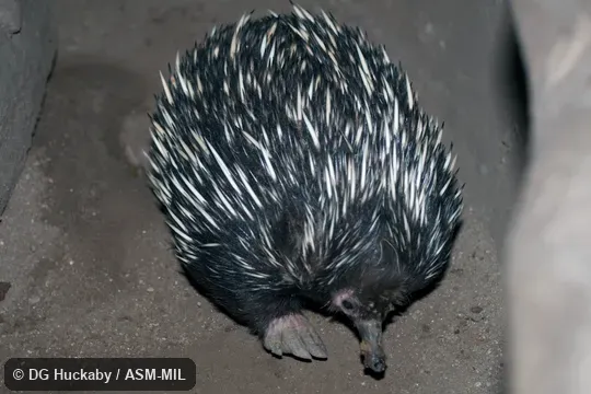 Also as Australian Echidna, Short-nosed Echidna, Spiny Anteater, Bristly Echidna.