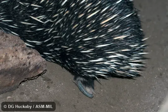 Also as Australian Echidna, Short-nosed Echidna, Spiny Anteater, Bristly Echidna.