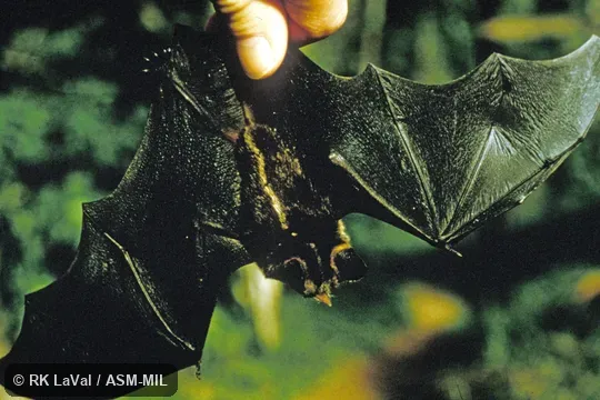 Dorsal view of hand-held bat, wings extended.  Formerly Mimon crenulatum keenani, Striped Hairy-nosed Bat.