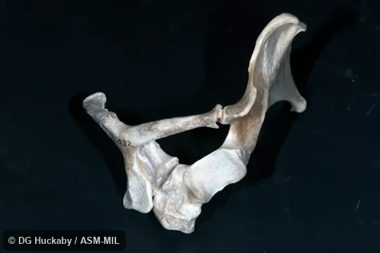 Anterior view of left pectoral girdle, showing scapula, clavicle, interclavicle, procoracoid, coracoid, and glenoid fossa.  LACM 10032, from San Diego Zoo.  Also as Australian Echidna, Short-nosed Echidna, Spiny Anteater, Bristly Echidna.
