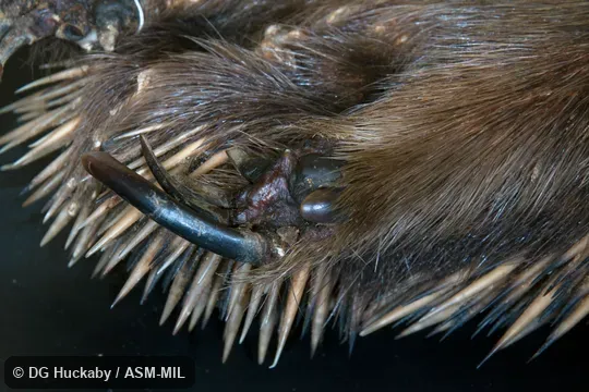 Ventral view of left hind foot.  LACM 10032, from San Diego Zoo.  Also as Australian Echidna, Short-nosed Echidna, Spiny Anteater, Bristly Echidna.