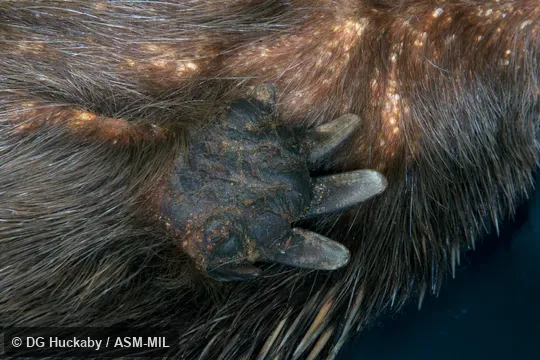 Ventral view of left front foot.  LACM 10032, from San Diego Zoo.  Also as Australian Echidna, Short-nosed Echidna, Spiny Anteater, Bristly Echidna.