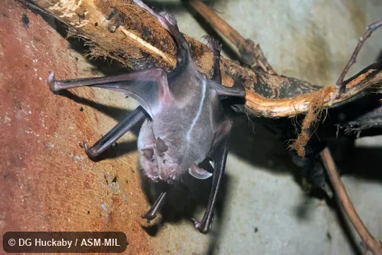 Also as Fisherman Bat.