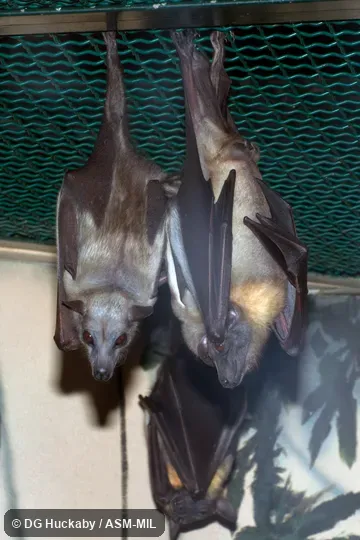 Also as Pale Xantharpy|Straw-colored Flying Fox|Straw-colored Fruit Bat.