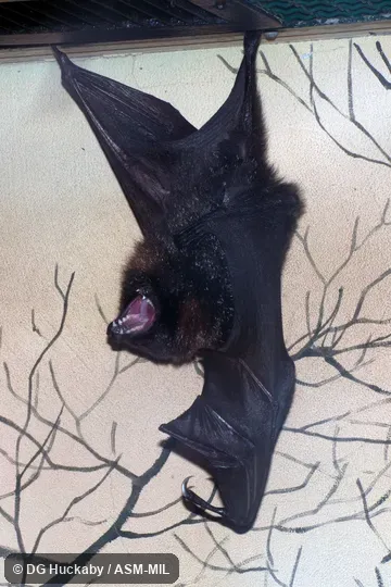 Also as Golden Bat of Rodrigues|Rodrigues Fruit Bat.