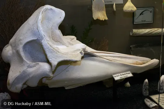Lateral view of skull of adult.  Formerly in order Cetacea.  Also as Goose-beaked Whale|Goosebeak Whale.