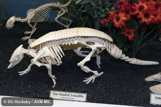 Lateral view of skeleton with shell partially removed.  Formerly Dasypus novemcinctus mexicanus.  Also as Common Long-nosed Armadillo, Nine-banded Armadillo.