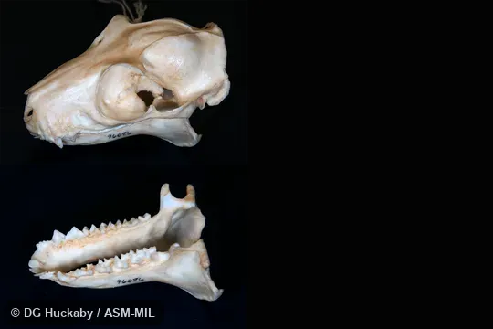 LACM 096086.  No data.  Blone Clone.  Also as Philippine Flying Lemur.