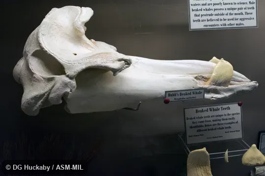 Lateral view of skull of adult male.  Formerly in order Cetacea.  Also as Arch-beaked Whale.