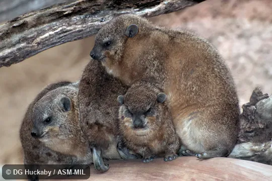 Group huddling on cool day.  Also as Klipdassie.