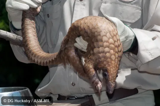 Formerly as Manis tricuspis.  Also as Tree Pangolin, African White-bellied Pangolin, African Tree Pangolin, Three-cusped Pangolin, Common African Pangolin.