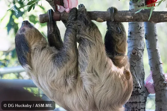 Formerly in Megalonychidae.  Also as Linné's Two-toed Sloth, Southern Two-toed Sloth.