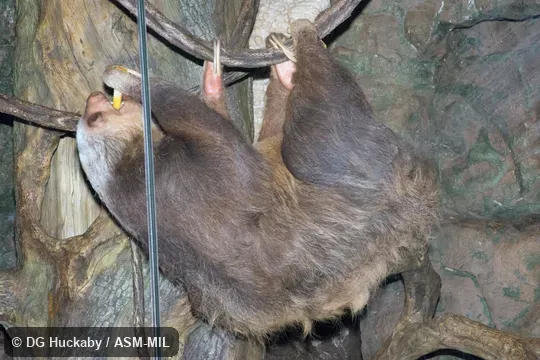 Formerly in Megalonychidae.
