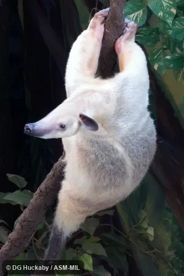Also as Golden Anteater.