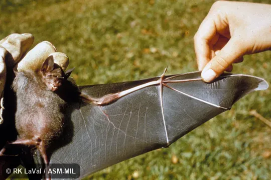 Ventral view, one wing extended.  Also as Spear-nosed Bat.