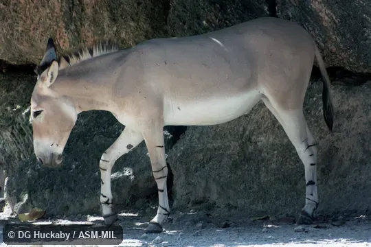 Equus africanus somalicus (= somaliensis), Somali Wild Ass.  Also as Equus asinus somalicus.