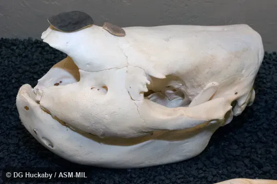 Lateral view of skull of neonate.  Also as Square-lipped Rhinoceros, Southern White Rhinoceros.