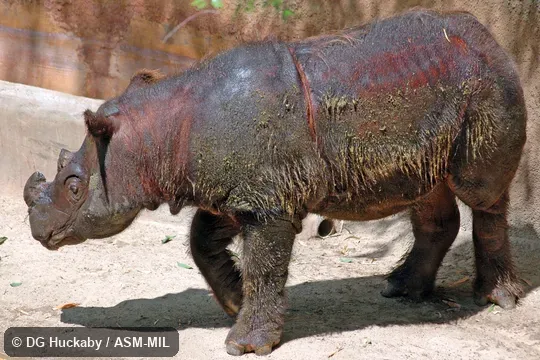 Also as Asiatic Two-horned Rhinoceros, Hairy Rhinoceros.