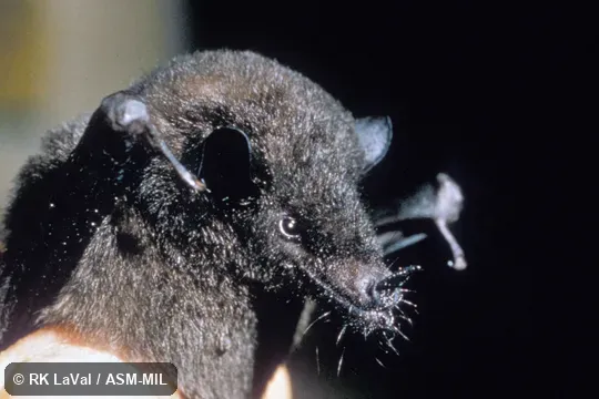Close-up of head, oblique view