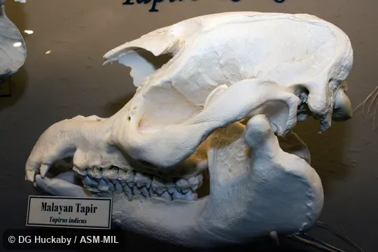 Lateral view of skull of adult.  Also as Acrocodia indica.  Also as Malayan Tapir, Indian Tapir, Malay Tapir.