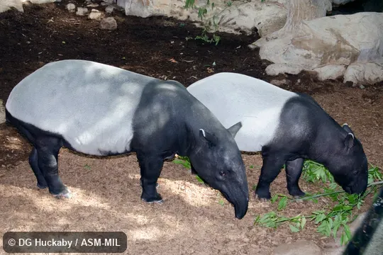 Also as Acrocodia indica.  Also as Malayan Tapir, Indian Tapir, Malay Tapir.