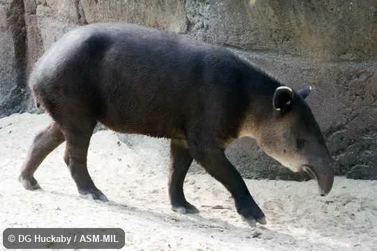 Also as Tapirella bairdii.  Also as Baird's Tapir.