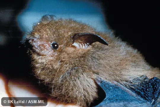 Close-up of head, Oblique view Close-up of head, Oblique view