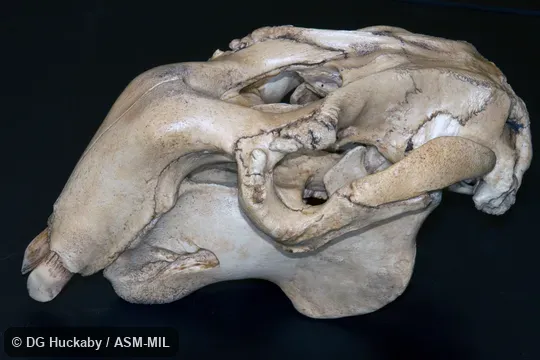 BoneClone.  Also as Sea Cow, Sea Pig.