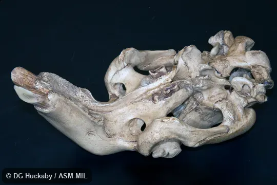 BoneClone.  Also as Sea Cow, Sea Pig.