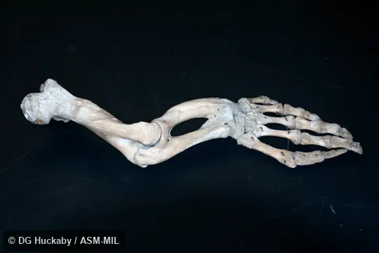 Trichechus manatus latirostris.  Dorsal view of right forelimb with manus.  Specimen from USA, FL.  LACM 52375.  Also as Florida Manatee, North American Manatee.