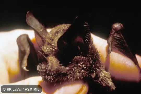 Close-up of face, oblique view.  Formerly Trachops cirrhosus coffini, Fringe-lipped Bat.  Also as Frog-eating Bat.