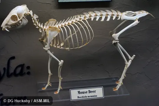 Lateral view of skeleton of adult male