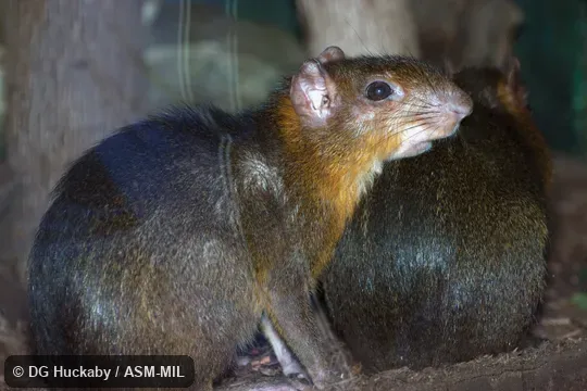 Also as Green Acouchy. Also as Green Acouchy.